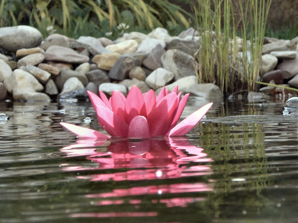 Lotus im Wasser